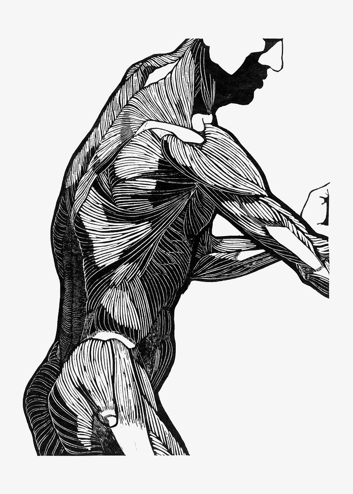 Human anatomy vector with man's lateral and arm muscles, remixed from artworks by Reijer Stolk