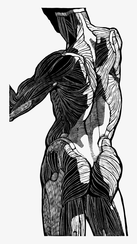 Man&rsquo;s back muscles vector human anatomy, remixed from artworks by Reijer Stolk