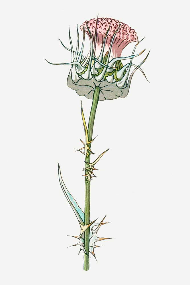 Vintage thistle flower design element