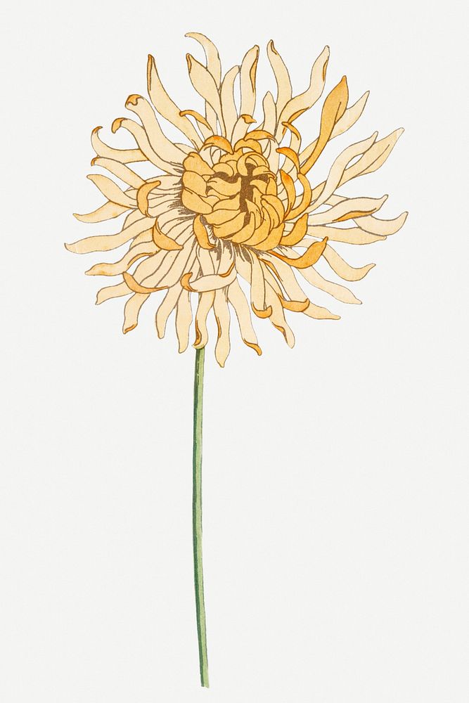 Vintage chrysanthemum flower design element