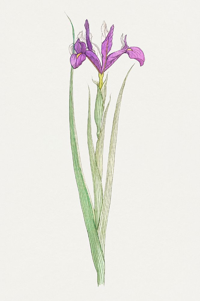 Vintage iris flower illustration design element