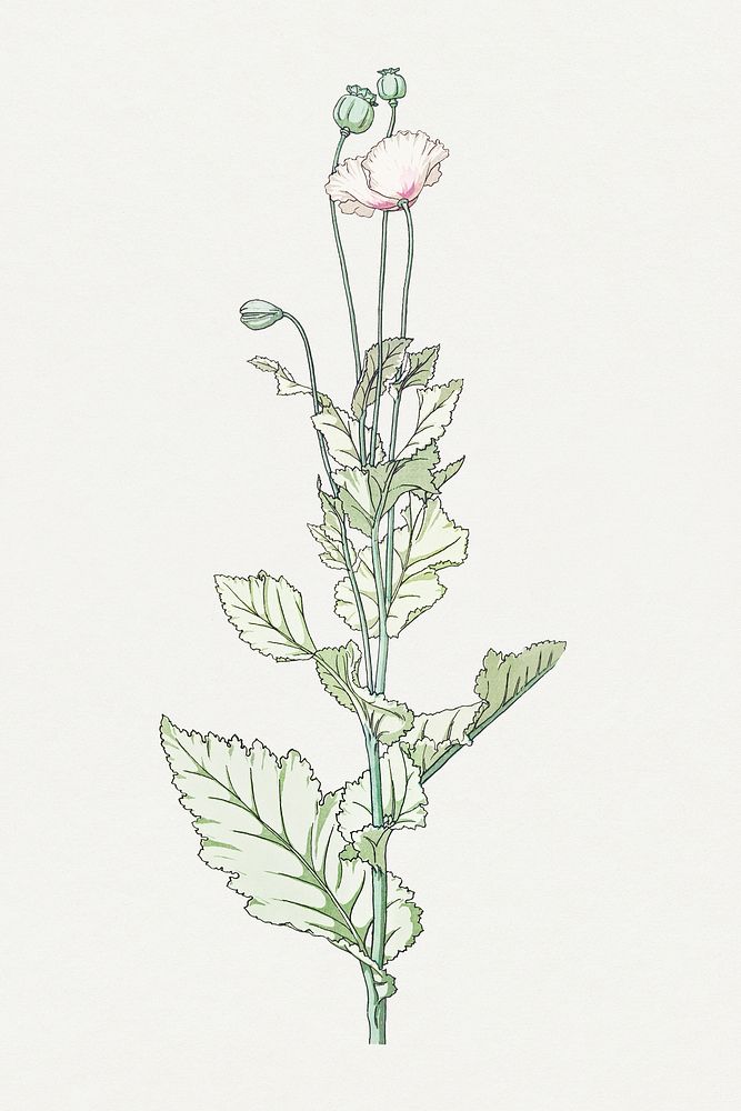 Vintage poppy flower design element