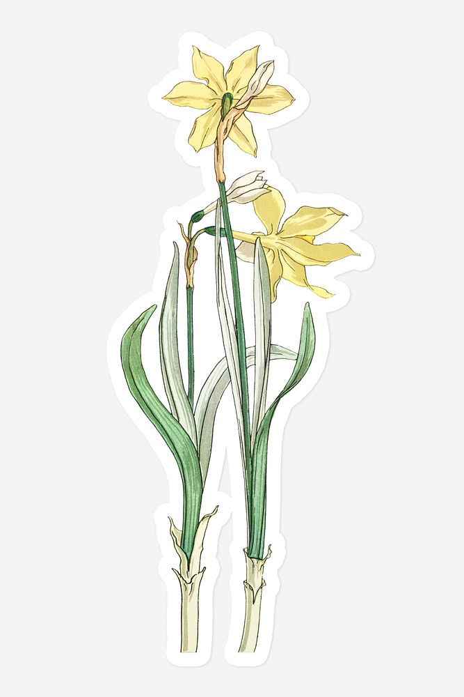 Vintage jonquil flower sticker with white border design element