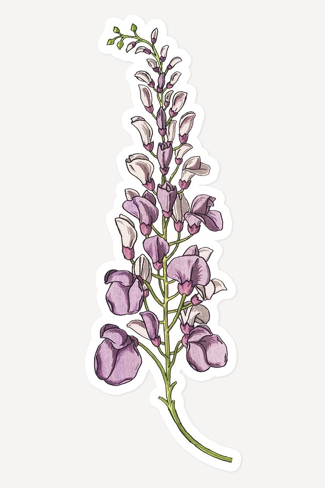 Vintage wisteria flower sticker with white border design element