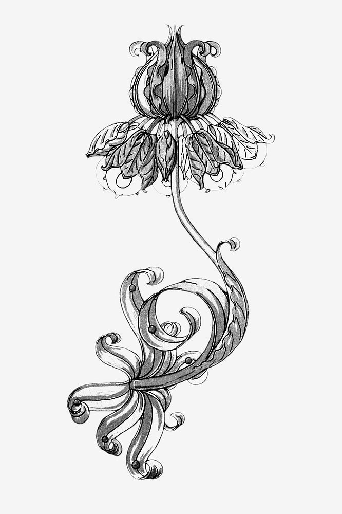 Black and white crown imperial flower design element