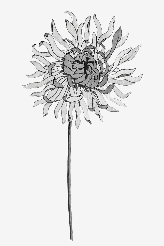 Black and white chrysanthemum flower design element