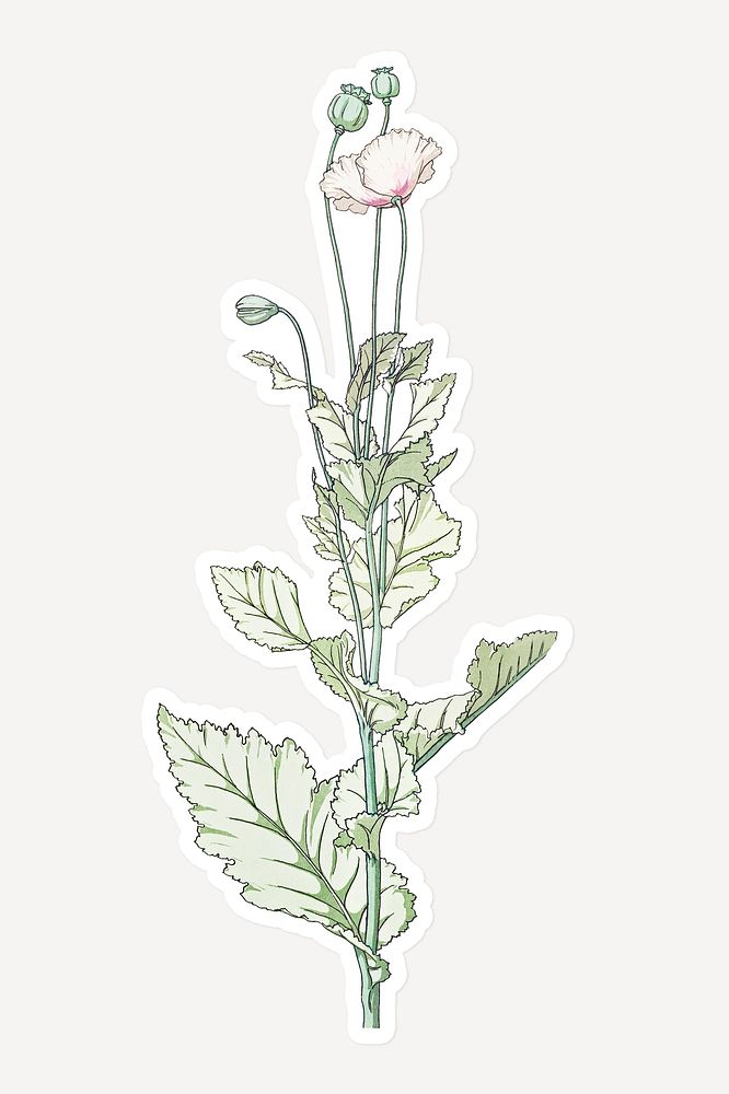Vintage poppy flower sticker with white border design element