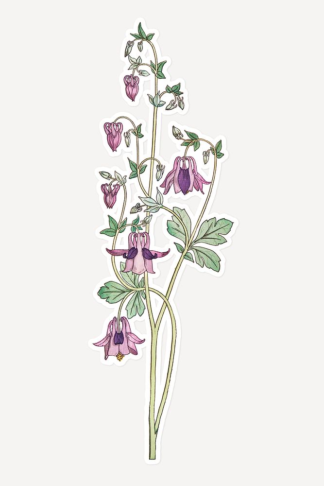 Vintage columbine flower sticker with white border design element