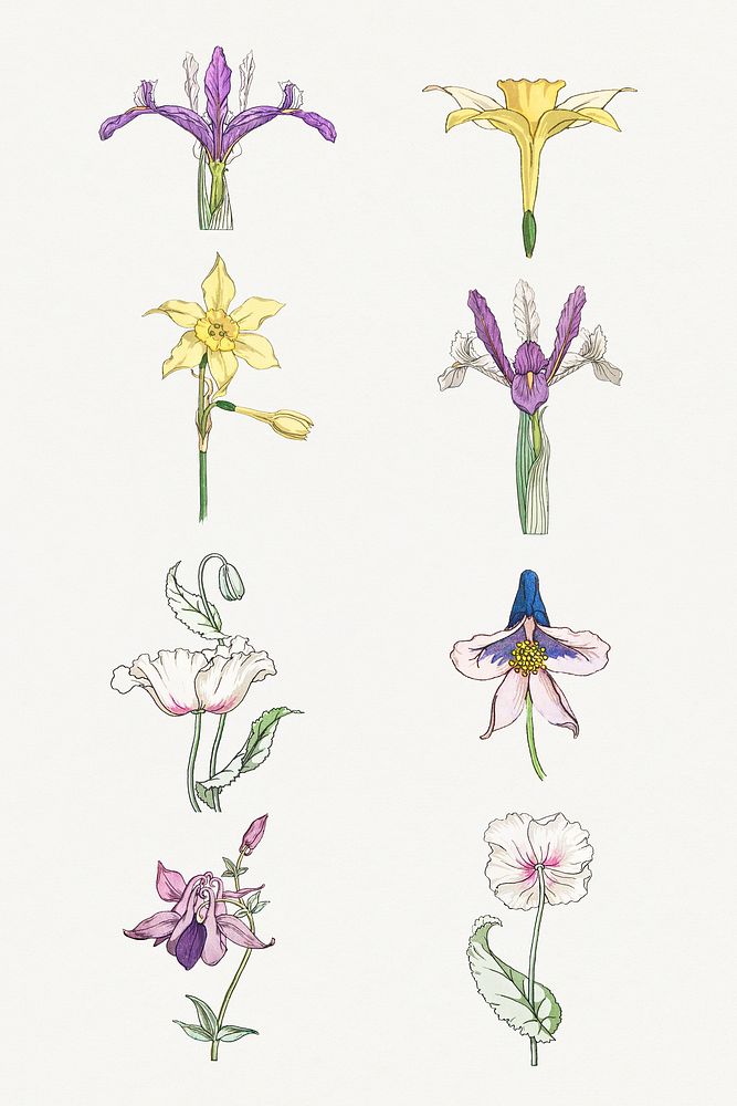 Vintage flower illustration setdesign element