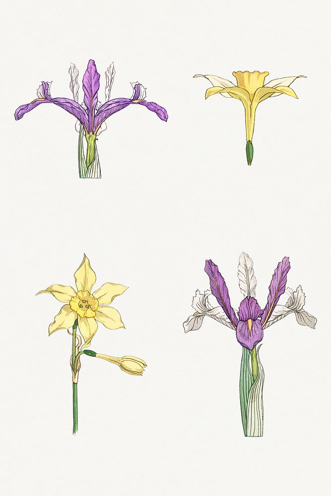 Vintage iris and jonquil flower set design element