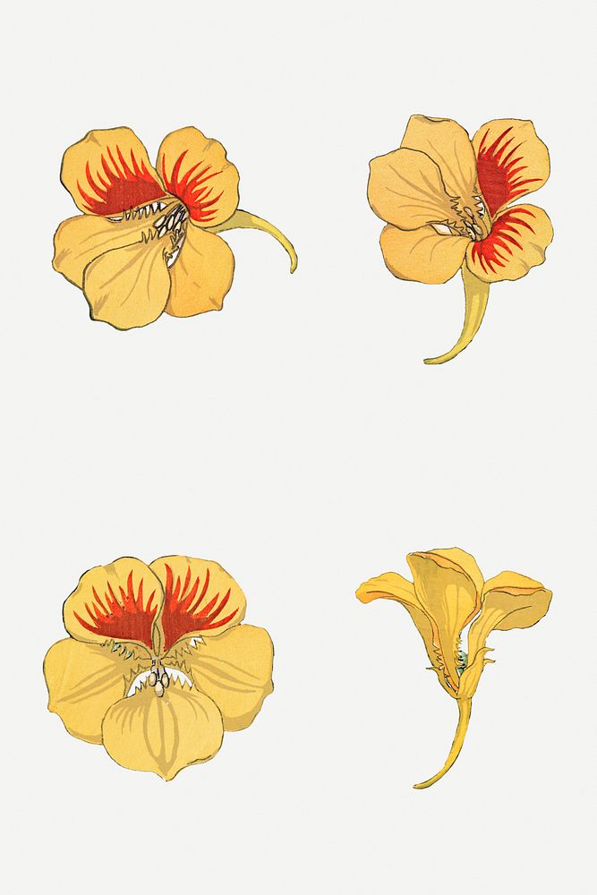 Vintage nasturtium flower illustration set design element