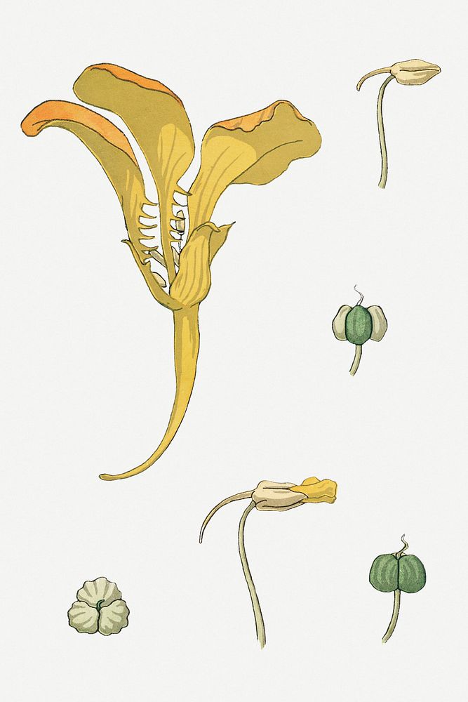 Vintage nasturtium flower parts illustration design element set
