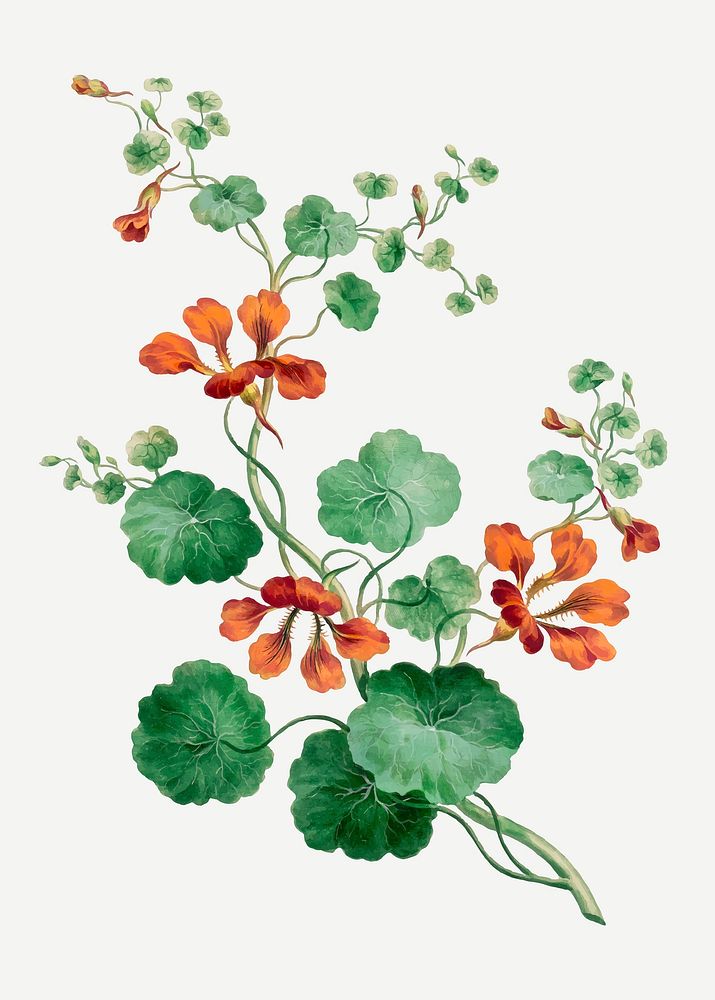 Nasturtium vector vintage floral art print, remixed from artworks by John Edwards