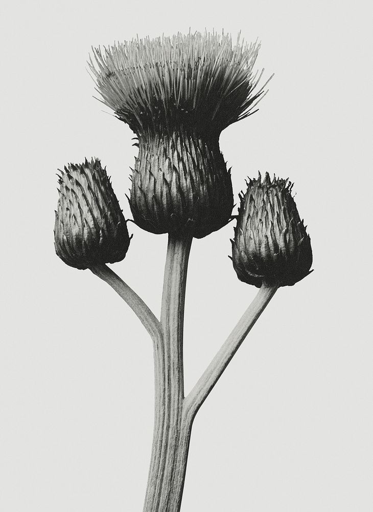 Black and white Cirsium Canum (Queen Anne Thistle) enlarged 4 times