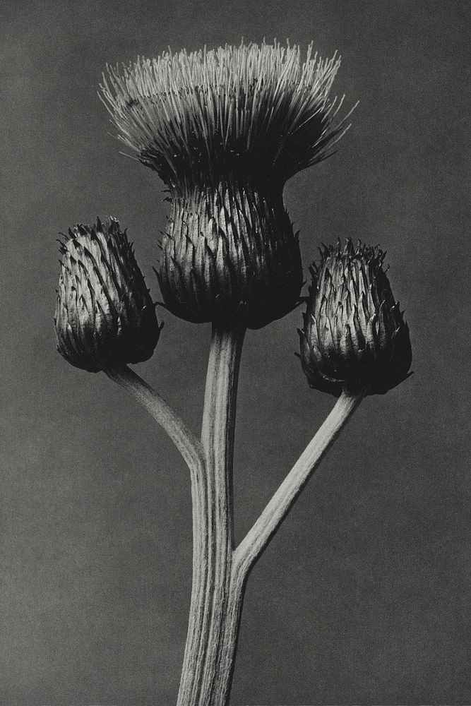 Cirsium Canum (Queen Anne Thistle) enlarged 4 times