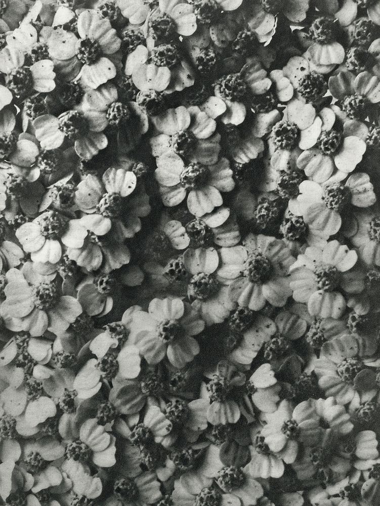 Achillea Millefolium (Common Yarrow) enlarged 8 times