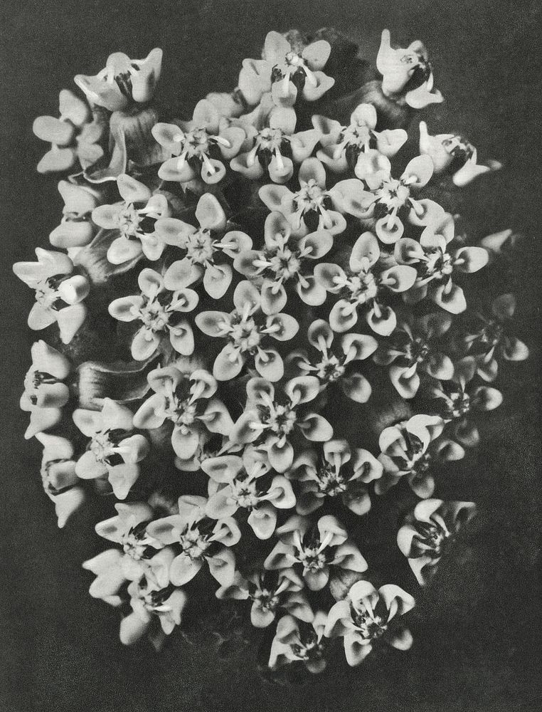 Asclepias incarnata (Swamp Milkweed) enlarged 6 times