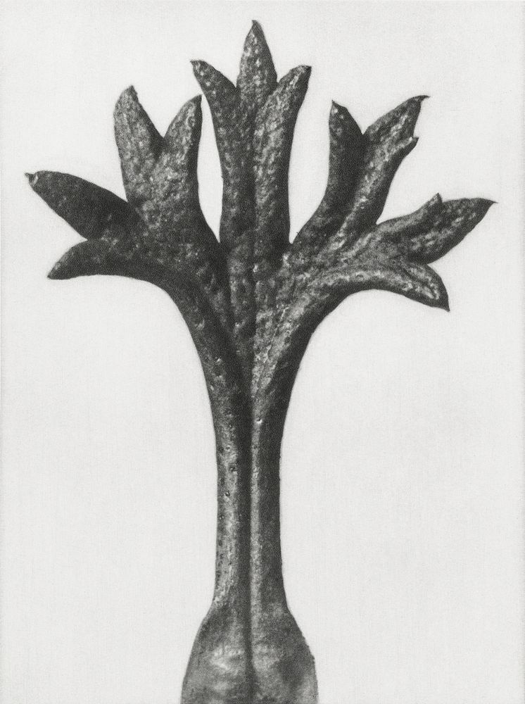 Saxifraga Willkommniana (Willkomm's Saxifrage) leaf enlarged 18 times