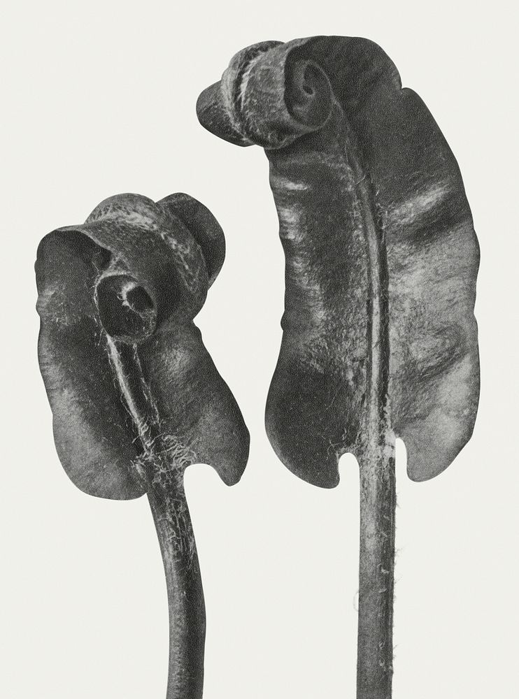 Black and white Scolopendrium Vulgare (Hart's&ndash;Tongue Fern) Young Rolled-Up Fronds enlarged 6 times