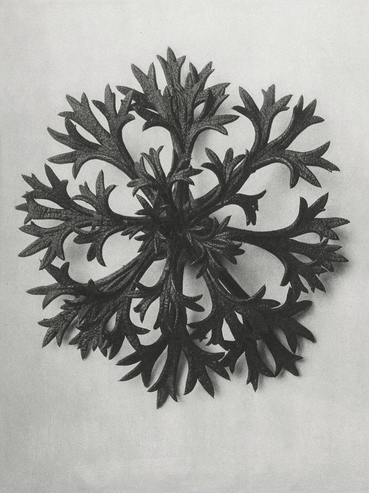 Saxifraga Willkommniana (Willkomm's Saxifrage) leaf enlarged 6 times