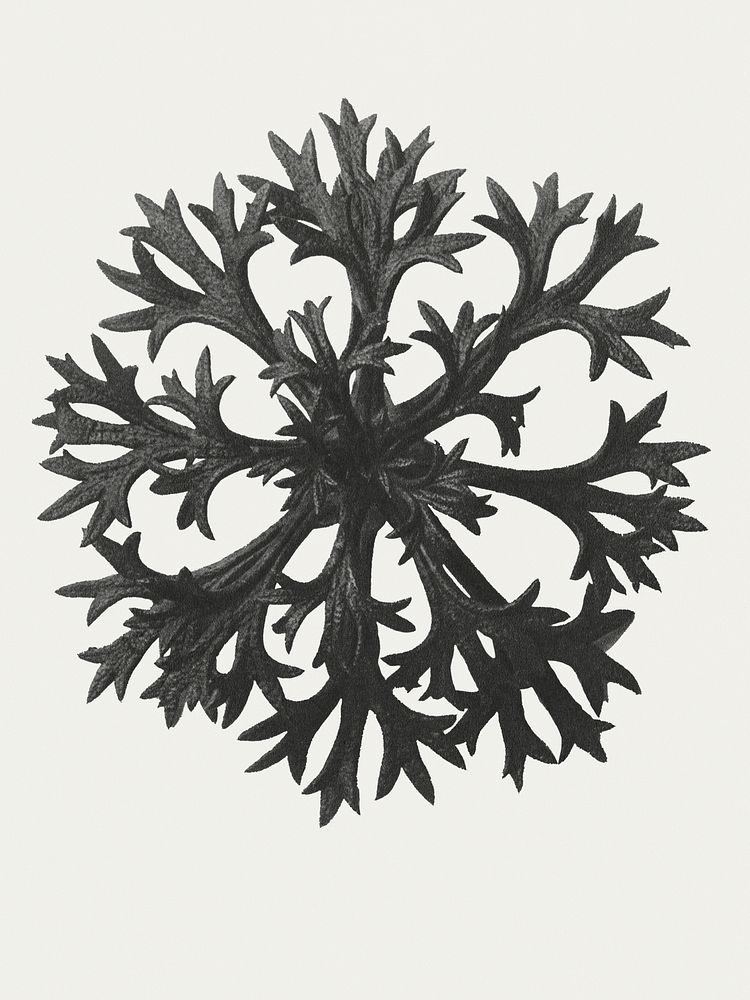 Black and white Saxifraga Willkommniana (Willkomm's Saxifrage) leaf enlarged 6 times