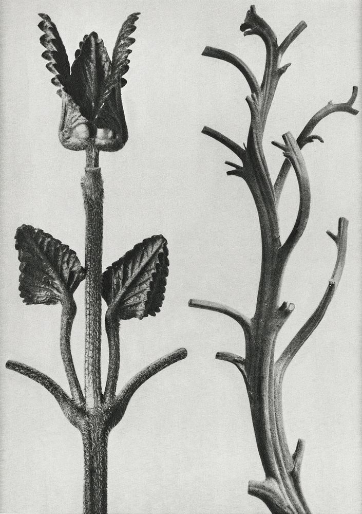 Stachis Grandiflora (Big Betony) enlarged 3 times andNicotiana Rustica (Aztec Tobacco)