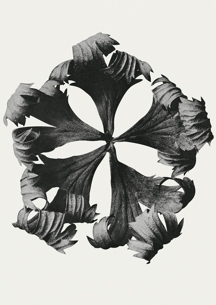 Black and white Trollius Europaeus (Globeflower) enlarged 5 times