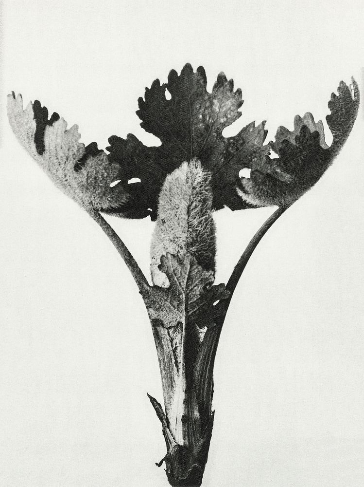 Macleya Cordata (Five&ndash;Seeded Plume-Poppy) enlarged 5 times