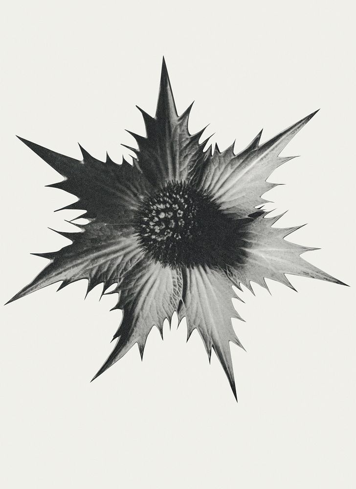 Black and white Eryngium Giganteum (Miss Willmott's Ghost) enlarged 4 times