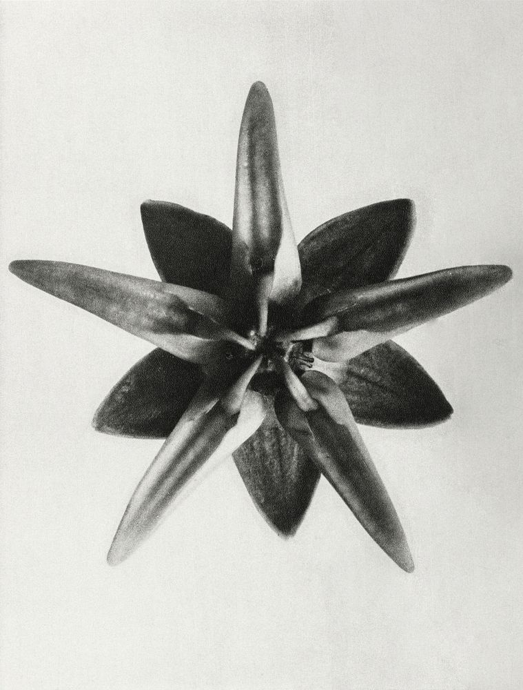 Asclepias Speciosa (Milkweed Flower) enlarged 10 times