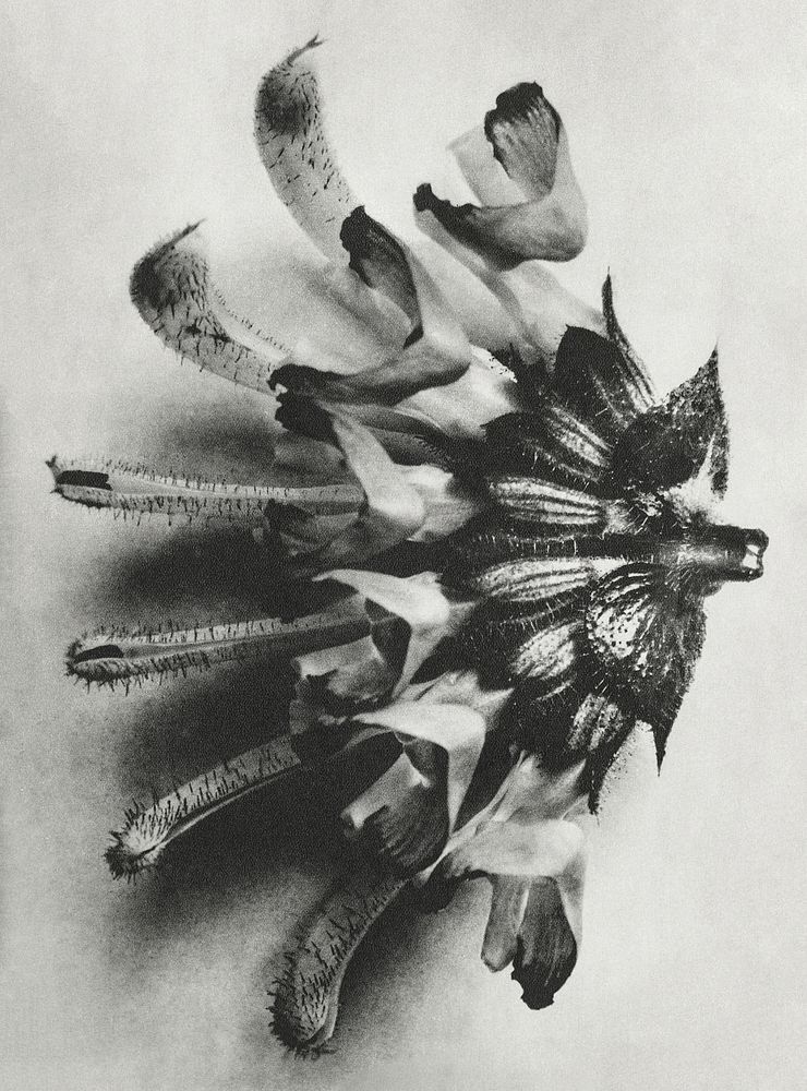 Salvia argentea (silver sage) enlarged 6 times