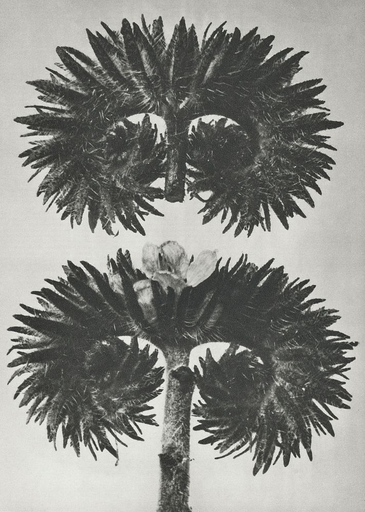Phacelia Tanacetifolia (Lacy Phacelia) enlarged 12 times