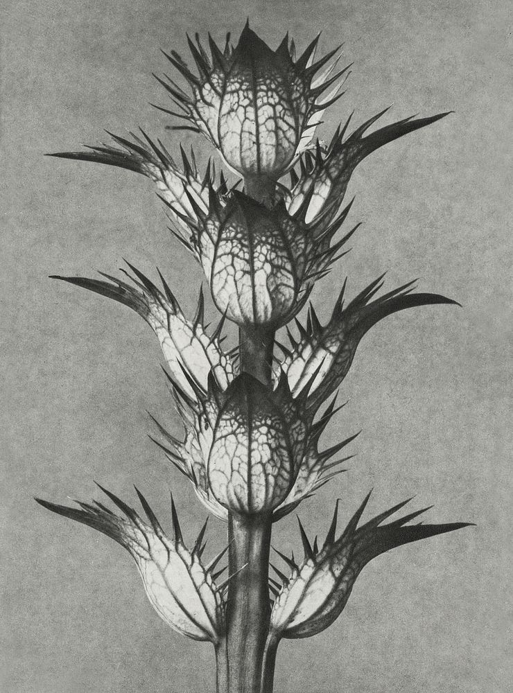 Acanthus mollis (bear's breeches) enlarged 4 times