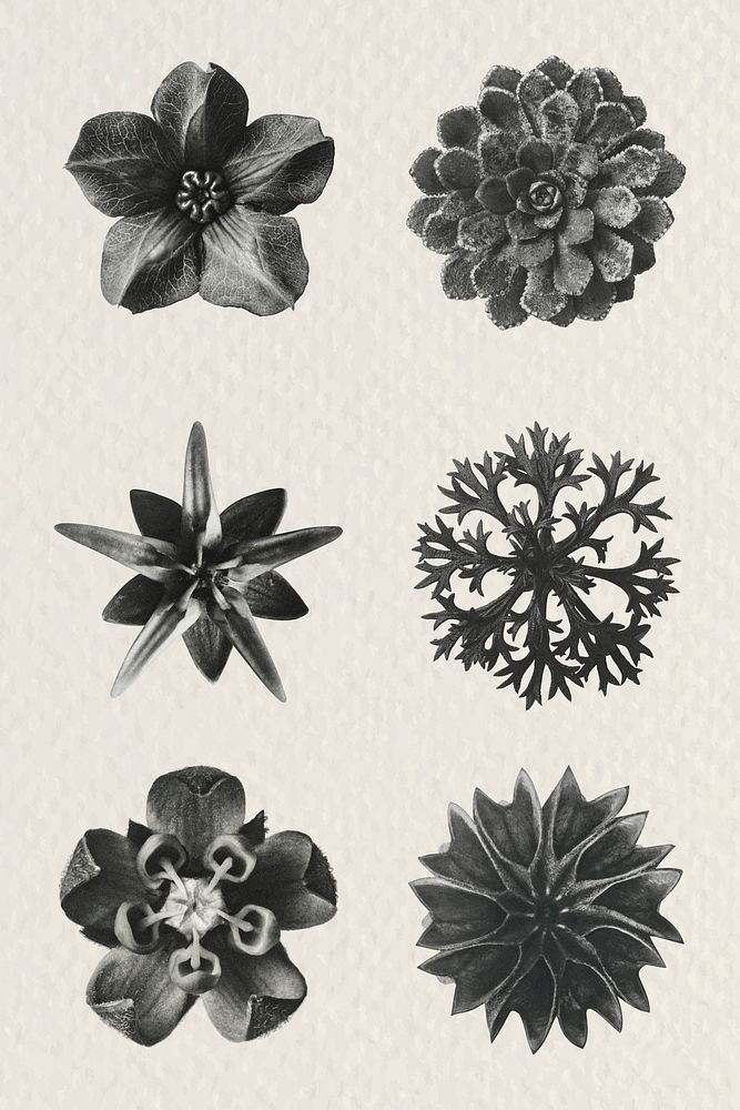 Black and white macro plant photography set