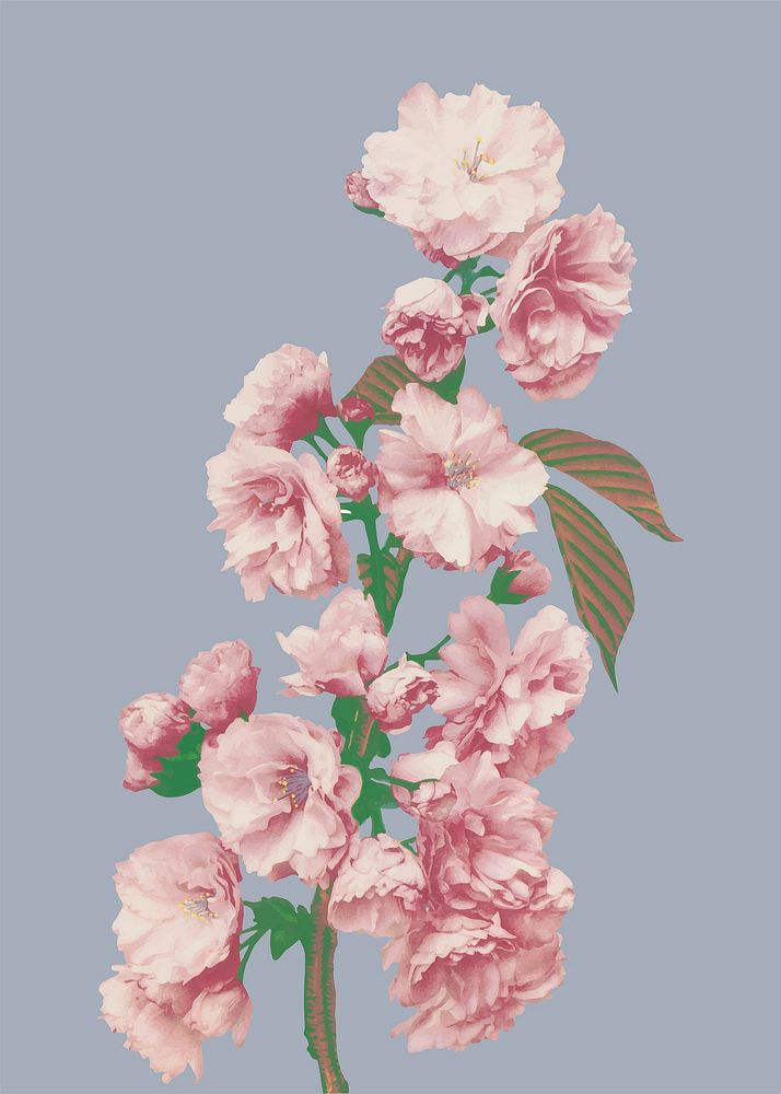 Cherry blossom sticker, Japanese botanical illustration vector, remix from the artwork of Ogawa Kazumasa
