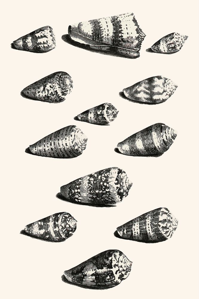 Twelve shells of various snail species vintage illustration vector