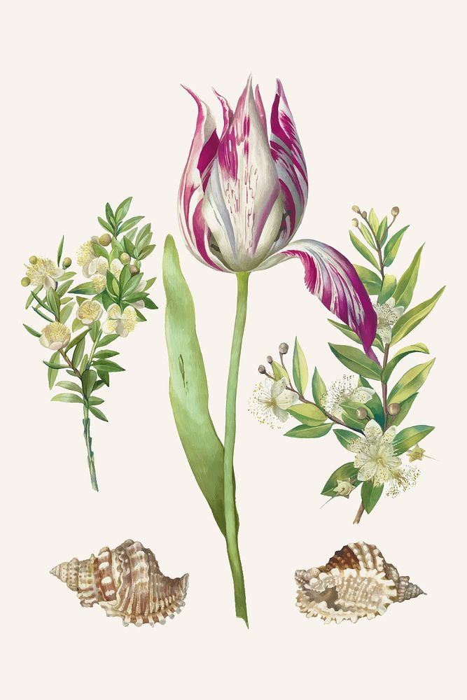 Tulip flower with two branches of myrtle and two shells vintage illustration vector