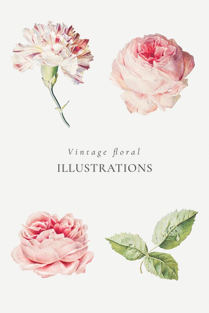 Blooming carnation and rose flowers collection design resource