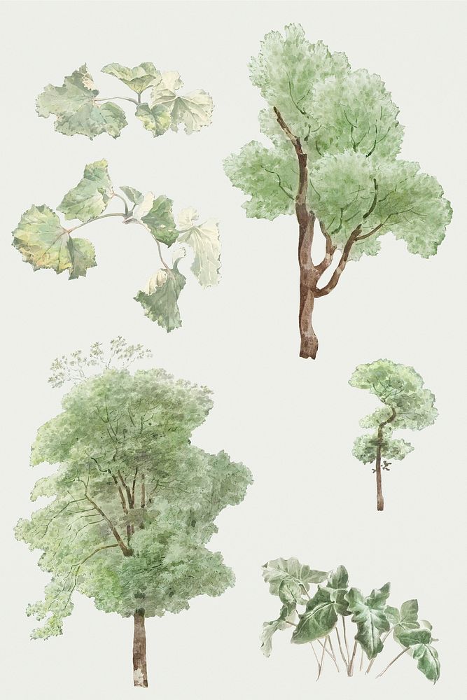 Hand drawn watercolor set of green leaves and tall tree design elements