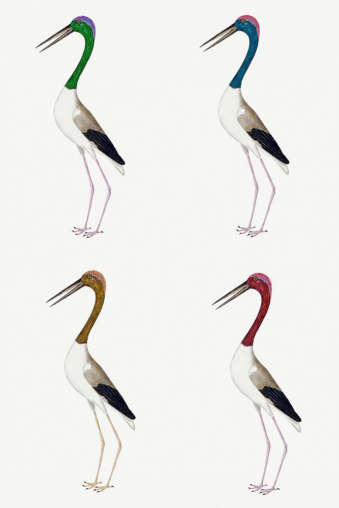 Colorful long-legged wading bird vintage illustration set template