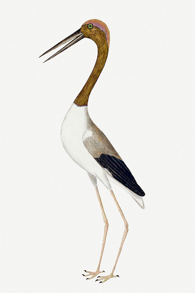 Long-legged wading bird vintage illustration template