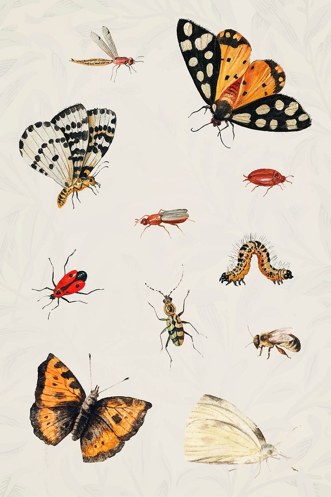 Vintage butterfly and insect set illustration vector