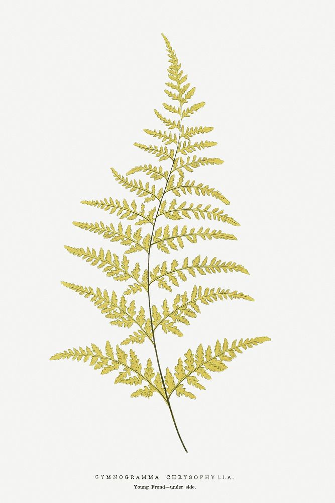 Gymnogramma Chrysophylla fern vintage illustration mockup