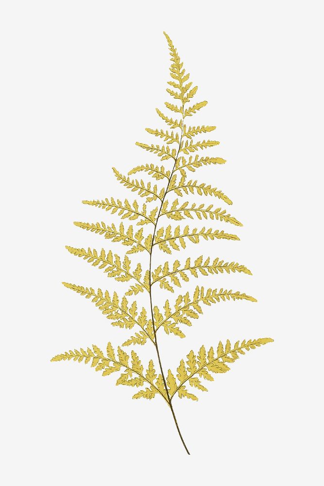 Gymnogramma Chrysophylla fern leaf vector