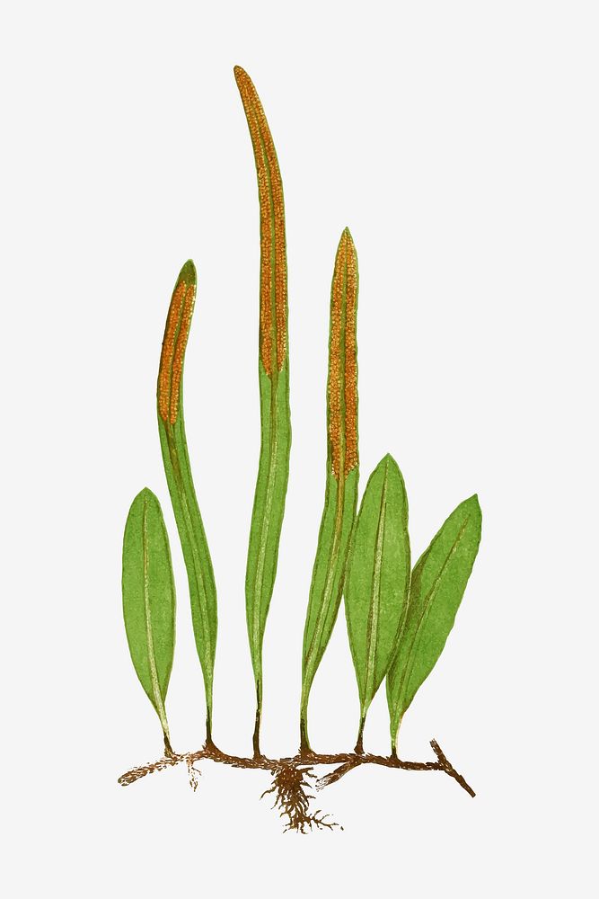 Niphobolus Pertusus fern leaf vector