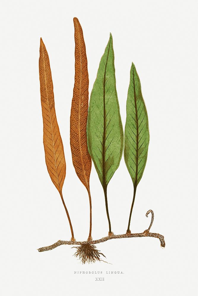 Niphobolus ingua fern vintage illustration mockup