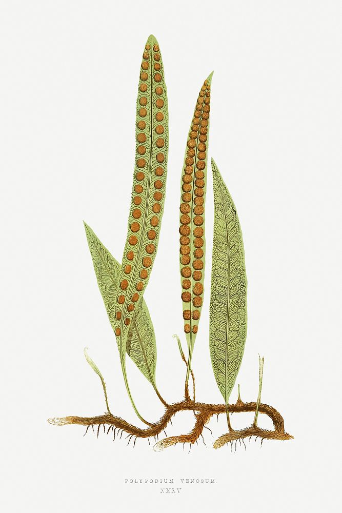 Polypodium Venosum fern vintage illustration mockup