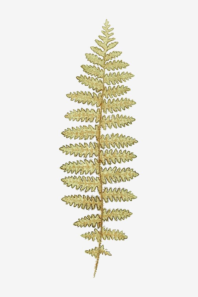 N. Squamosa fern leaf vector