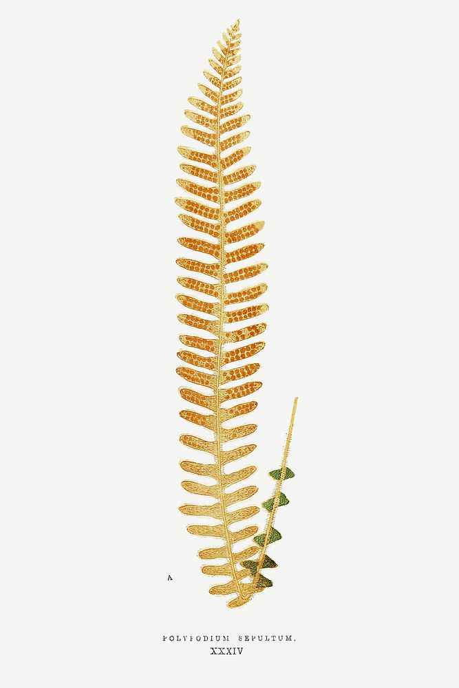 Polypodium Sepultum fern vintage illustration mockup