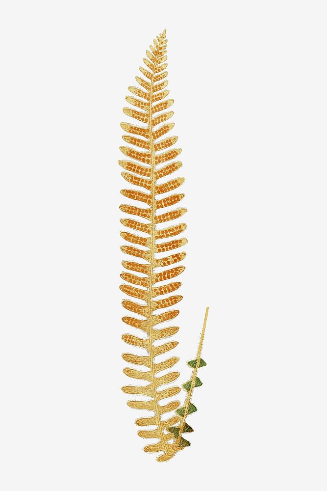 Polypodium Sepultum fern leaf vector
